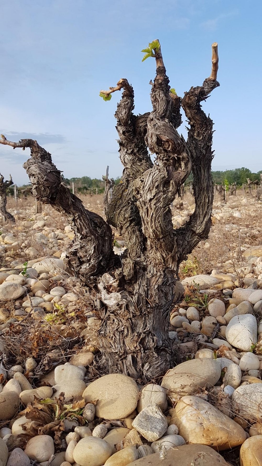 Dégustation Gratuite Châteauneuf-du-Pape